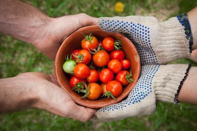 Two hands holding a bowl of tomatoes.