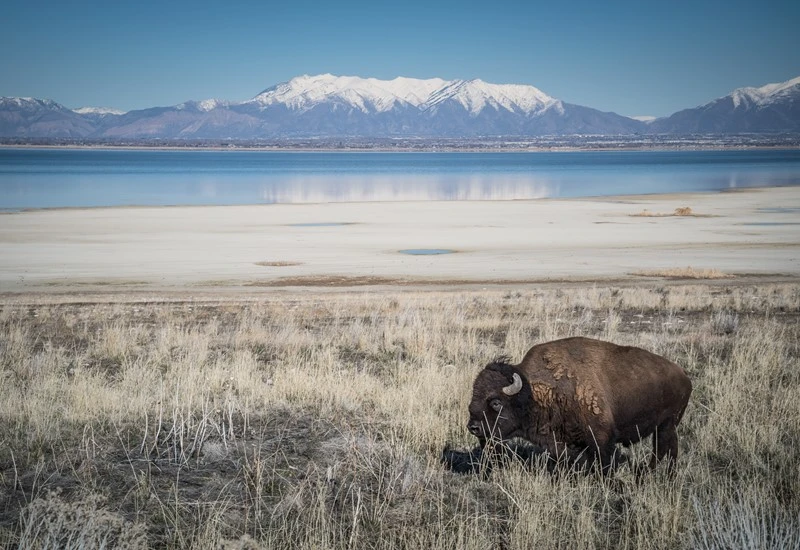 Picture of a Buffalo on the landscape of Antelope Island